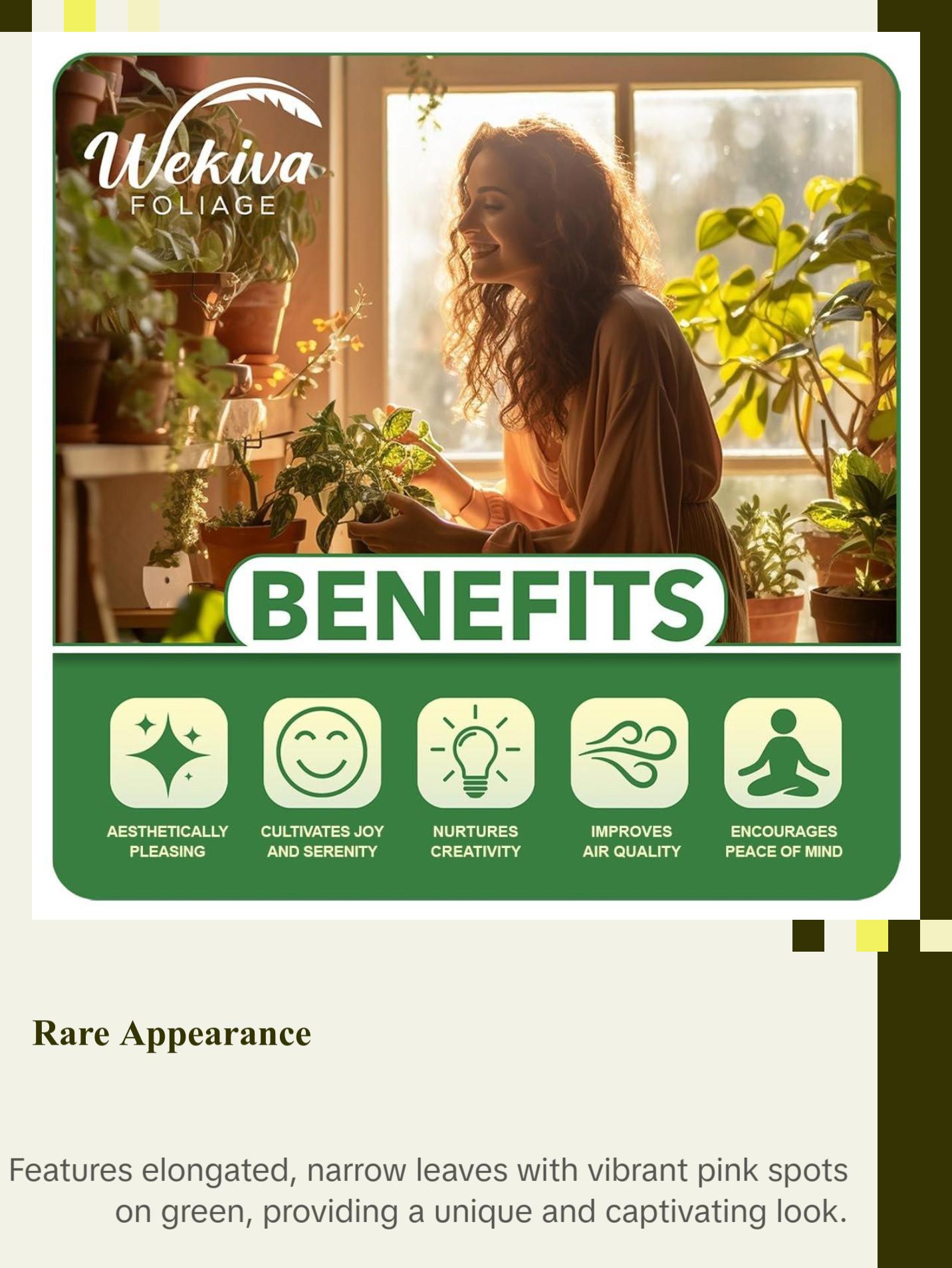 Pink Spotted Begonia - Live Plant in a 4 Inch Pot - Begonia Amphioxus - Rare and Beautiful Tropical Indoor Houseplant - Air Purifying