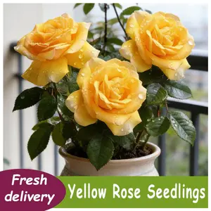 Passionate yellow rose seedlings, 5-8 inches tall, with beautifully shaped flowers, can be used as fresh cut flowers for home flower arrangements