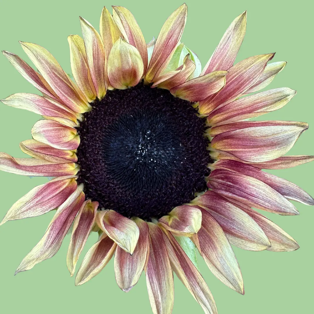 Sunflower Procut Plum seeds Sunflower Procut Plum seeds