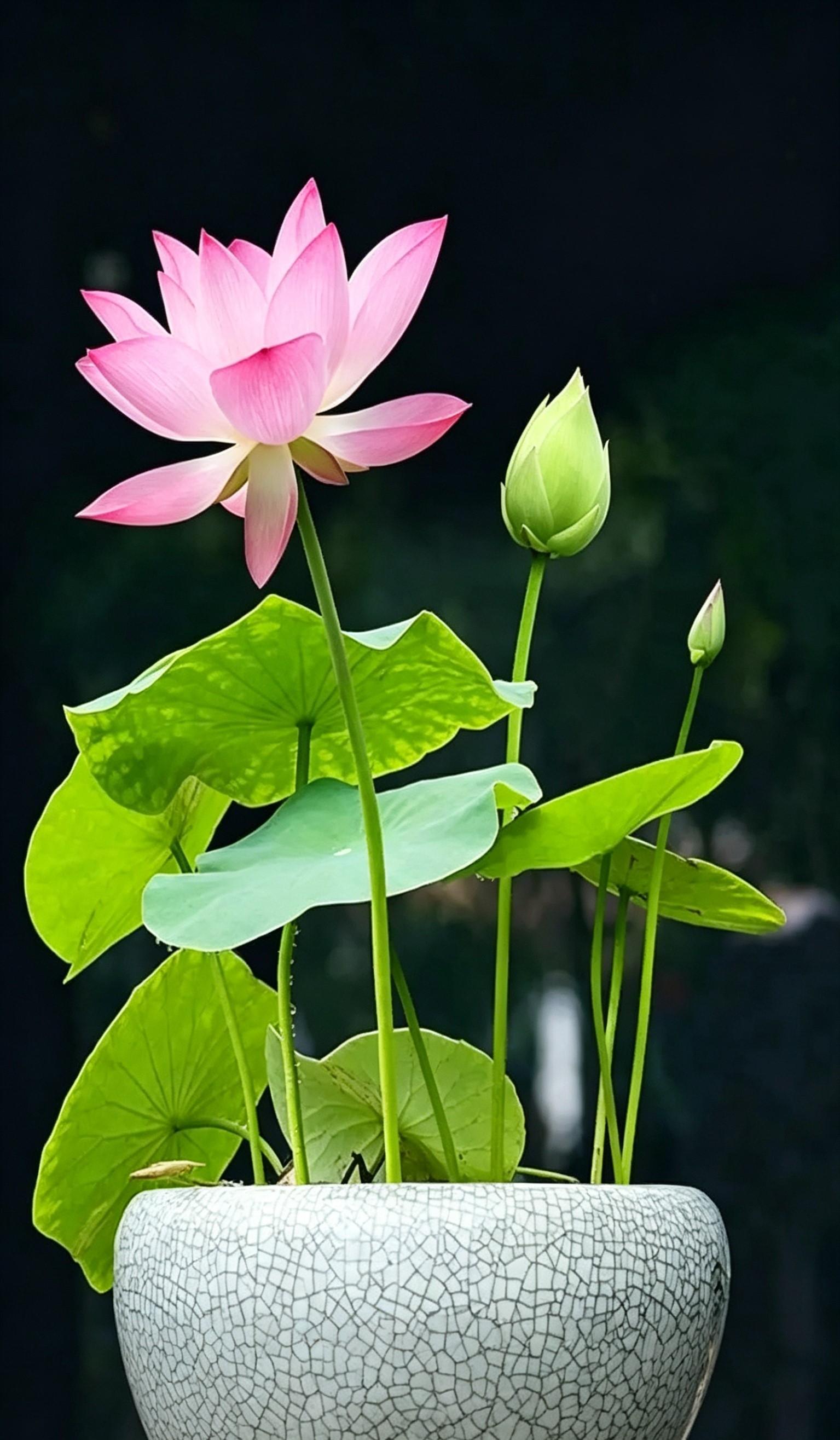 60Pcs Mixed Bowl Lotus Seeds – Vibrant Water Lily Flower Plant Seeds for Ornamental Water Gardens