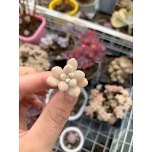 Graptopetalum Mendozae cutting - April Farm/Rare Succulents