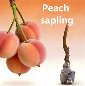 Premium White Flesh Peach Tree – Grafted Sweet Juicy Sapling, Easy to Grow for Potting & Ground Planting