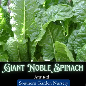 Giant Noble Spinach Seeds, Heirloom Cut & Come Again Cool-Season Vegetable Seeds