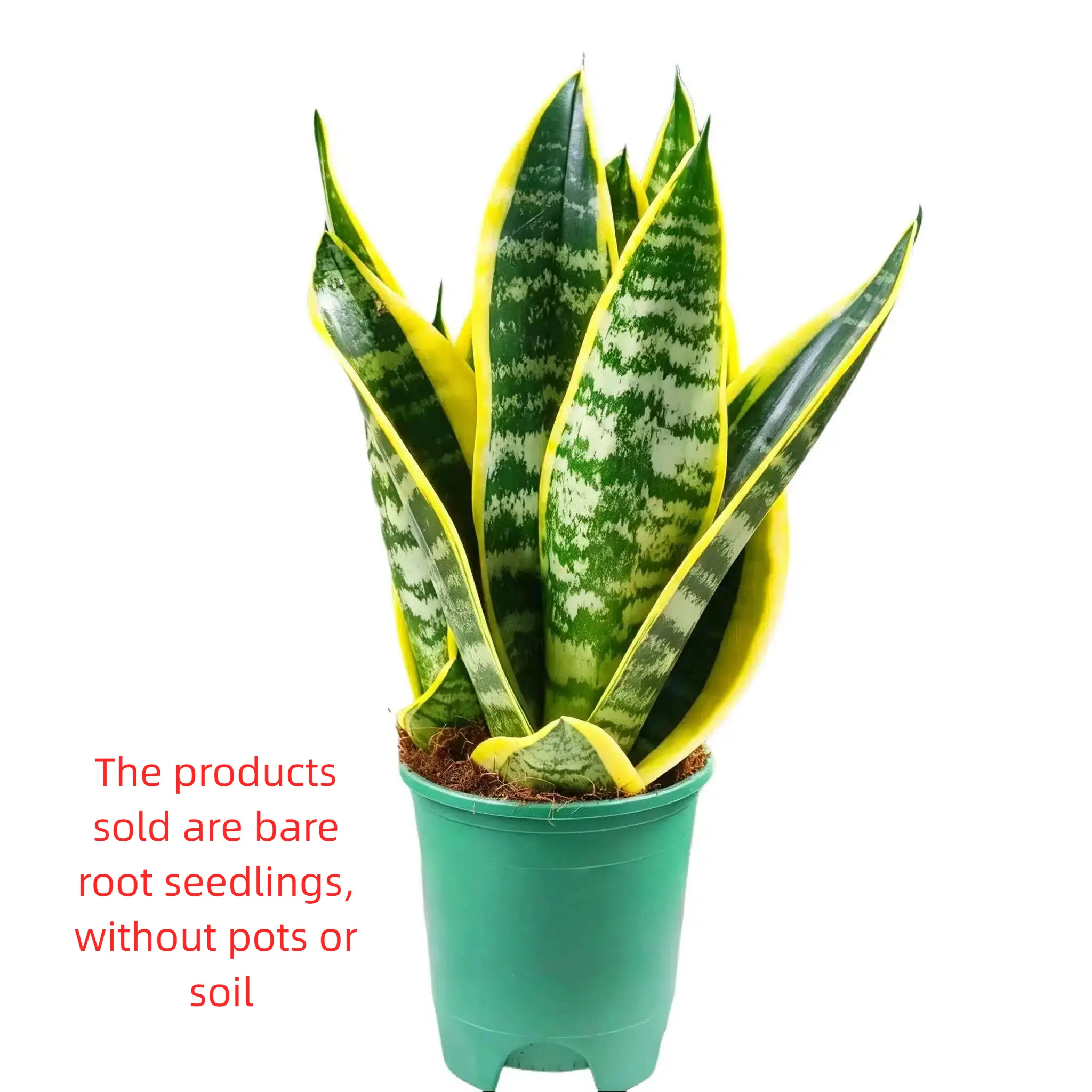 Sansevieria Laurentii Bare Root Snake Plant - Live Starter, No Pot, No Soil, Tiger Stripes, Golden Edges, Drought Tolerant, Modern Easy-Care Indoor Houseplant for Beginners