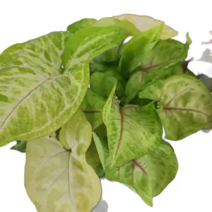 4" Syngonium 'Golden Allusion' Golden colored leaves berry veins Plant - Golden green  Foliage Accented berry veins Houseplant Decorative Plant