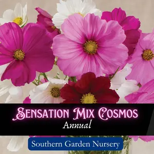 Cosmos Flower Seed Pack, Sensation Mix Heirloom Variety Cosmos Flower for a Fst Grow Pollinator-Friendly Garden, Butterfly Garden & Cottage Garden Essential