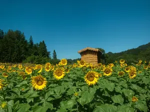 100pcs , stable growth and long flowering period Sunflower Seeds for Outdoor Garden Planting sprouting wildflower bulk home low-maintenance ornamental flower elegant bloom