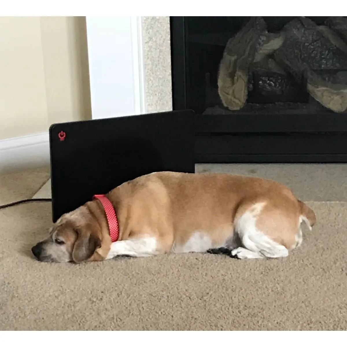 212 MAIN Pet Bed Warmer - Low-Wattage, Energy-Saving Radiant Heat Animal Heater, 19x13x0.62 in Small Household Appliance