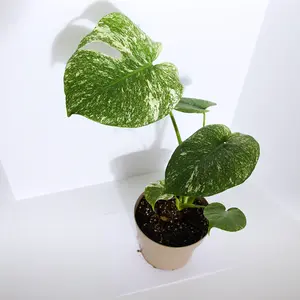Monstera Mint plant (Exact Plant)
