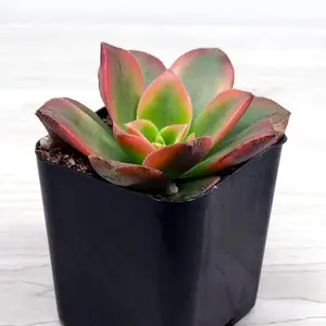 Succulent Plant - Aeonium Kiwi - Live Plants In 2" Pot