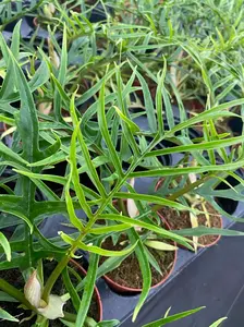 4" Philodendron Tortum