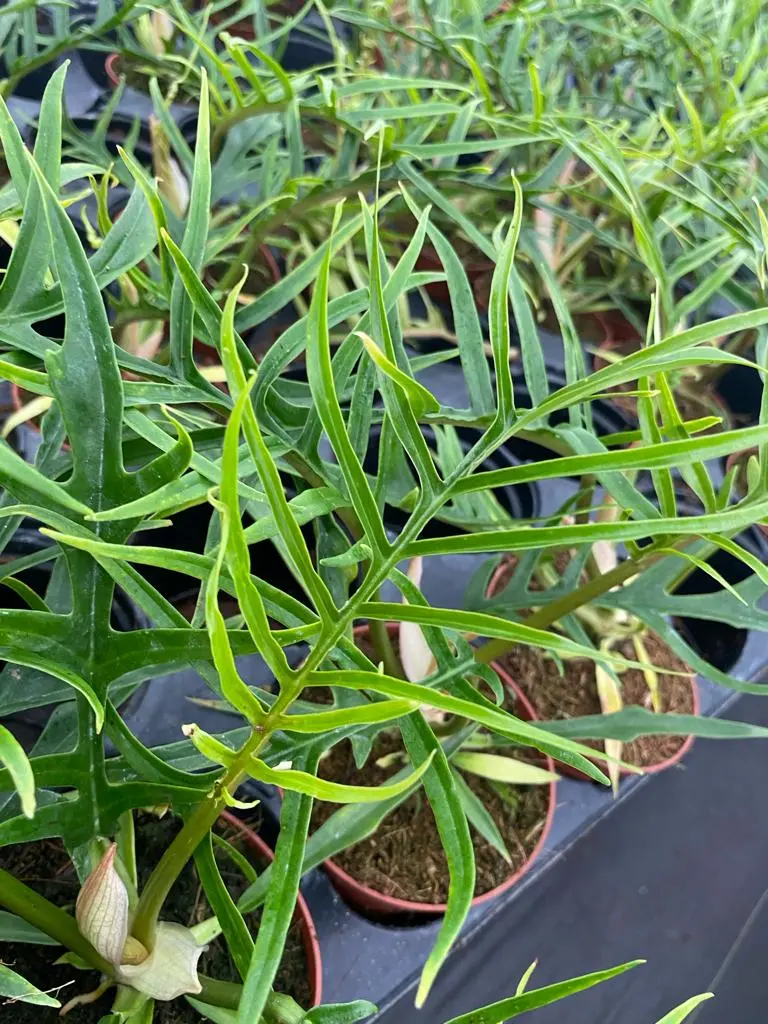 4" Philodendron Tortum