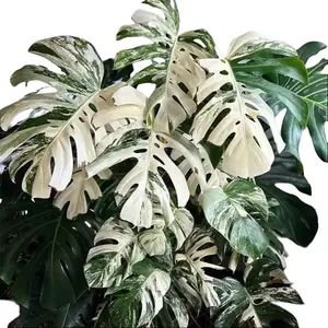 Monstera Albo Tissue Culture - Live Houseplant - Rare Variegated Monstera - Iconic White Variegation - Exotic Tropical Aroid - Splashed, Marbled, Blocky Variegation - Indoor Plant Gift - Embryonic Plantlet - Collector's Item
