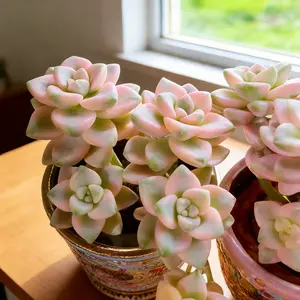 Graptoveria ‘Debbie’ Variegated Live Succulent（ZILEJIN） – Colorful Aesthetic Plant | Bare Root, Easy-Care Plant Gift for Home & Holiday Decor