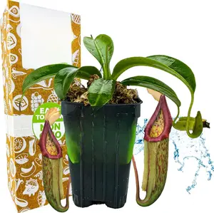 Nepenthes Miranda Carnivorous Pitcher Plant - Starter Plant for Garden Enthusiasts