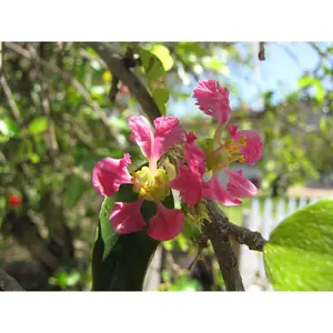 Dwarf Barbados Cherry