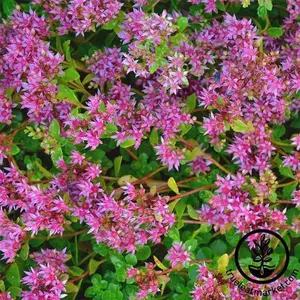 Sedum Seeds - Dragons Blood