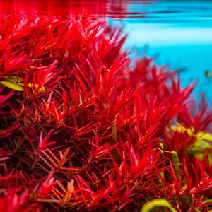 BUY 2 GET 1 FREE Rotala Vietnam H'Ra-Easy Live Aquarium Pond Aquatic Plant