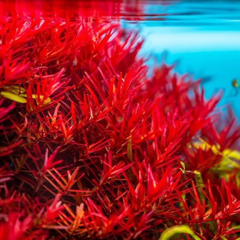 BUY 2 GET 1 FREE Rotala Vietnam H'Ra-Easy Live Aquarium Pond Aquatic Plant