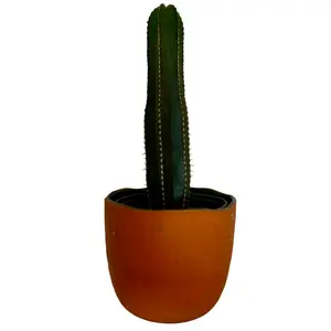 6" Mexican Fence Post Cactus