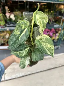 Scindapsus halimoon with pole - 4" pot