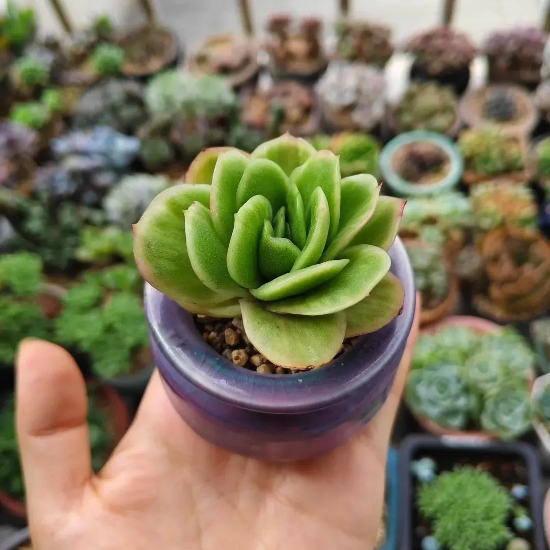 Echeveria ‘Ice Rose’ Variegated Rare Succulent Plant | Live Bare Root Variegated Echeveria | Vibrant Rose-Shaped Succulent | Easy Care Beginner Friendly Indoor & Outdoor Plant | Home & Garden Decor | Perfect Plant Gift