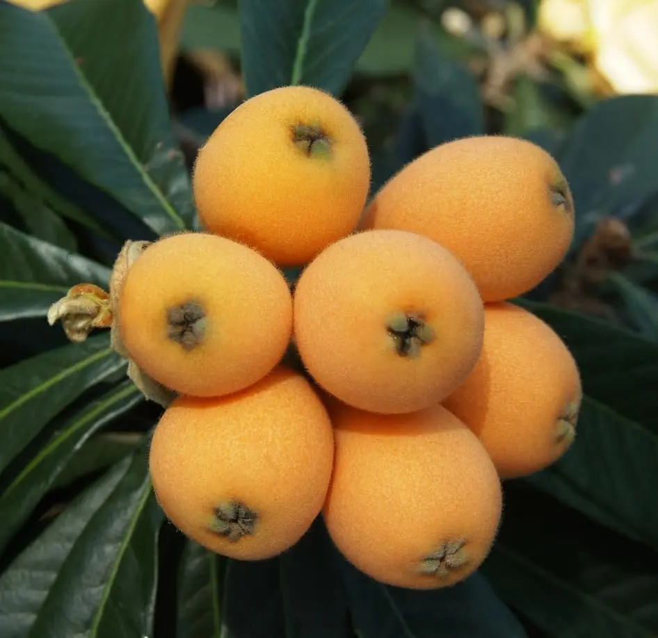 Loquat Tropical Fruit Live Tree Shambala Loquat 6-8 in 4in pot