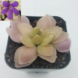 Pinguicula 'Marciano'