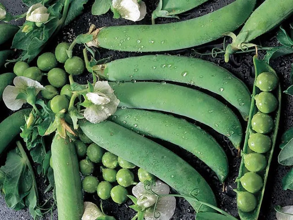 Pea Seed, Thomas Laxton, Heirloom, Non GMO, 100 Seeds, Perfect Peas