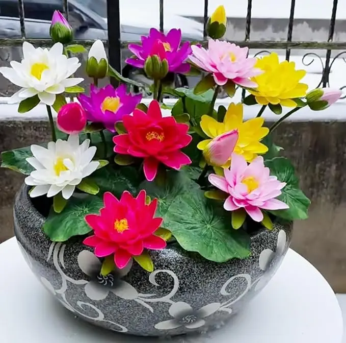 Lotus Flower Seeds, 20+PCS Bonsai Lotus Seeds for Planting - Mixed Colors Water Lily Flower Seeds