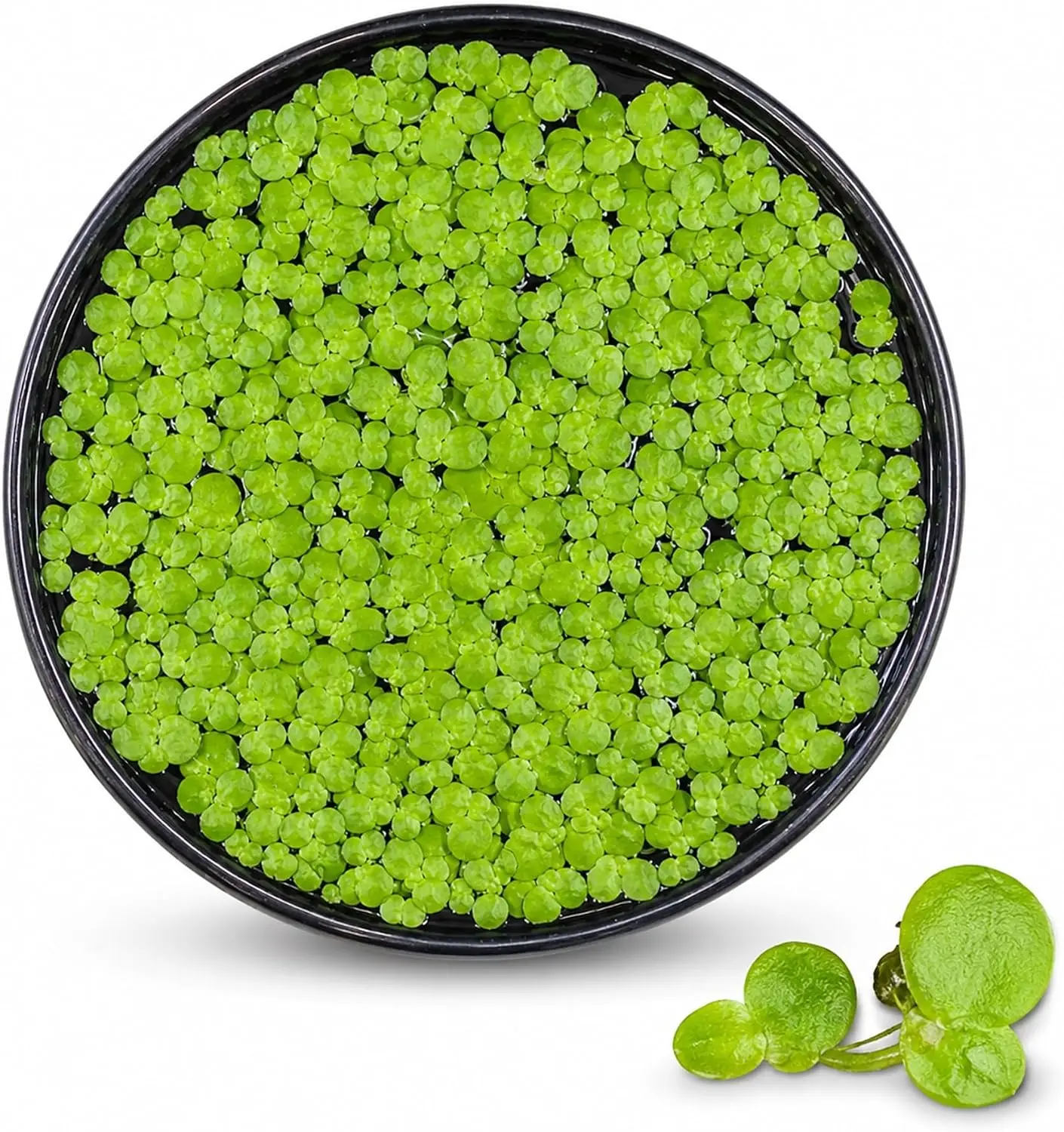 Giant Duckweed Live Floating Aquatic Plants - Spirodela polyrhiza, Freshwater Aquarium & Pond Decorations for Aquascaping with Visual Appeal