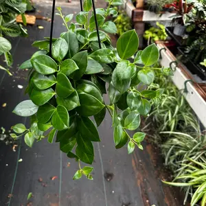 Lipstick plant 6 in pot plant indoor