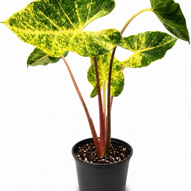 Alocasia New Guinea Gold Tissue Culture Plant – Grower’s Choice