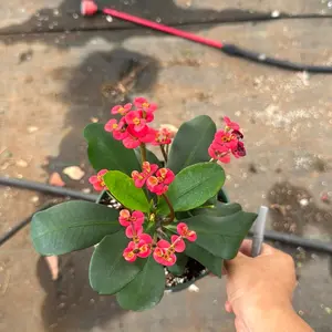 Crown of Thorns 6 inch pot