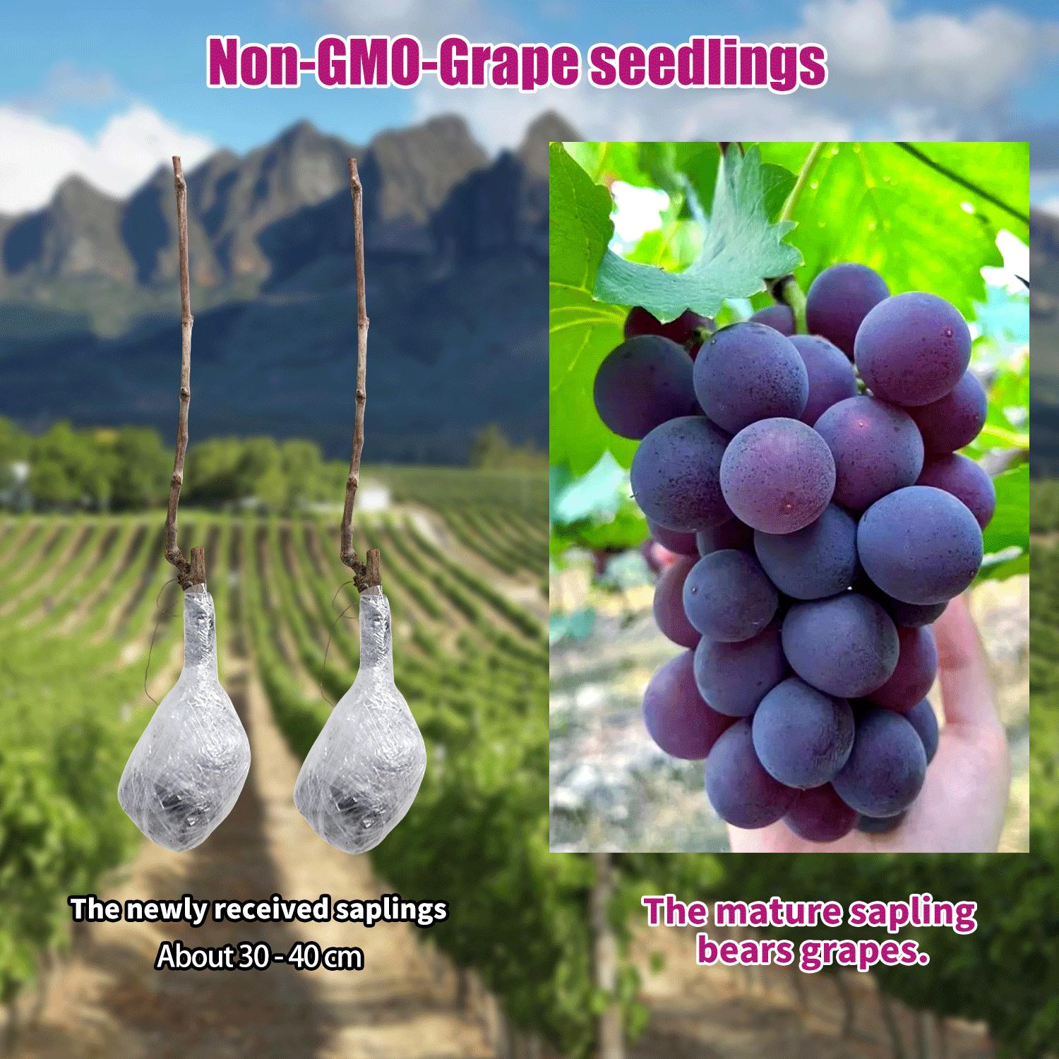 “Easy-to-Grow Grape Seedlings – Perfect for Beginner Gardeners, Home Gardens, Balcony or Backyard Fruit Vine Planting “Easy-to-Grow Grape Seedlings – Perfect for Beginner Gardeners, Home Gardens, Balcony or Backyard Fruit Vine Planting