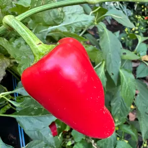Mariachi Pepper  - Seeds
