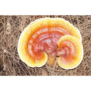 Reishi Liquid Culture (Ganoderma lucidium)