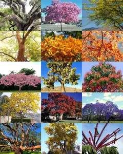 30 seeds EXOTIC TREES MIX, rare flower plant desert fragrant bonsai tree seed