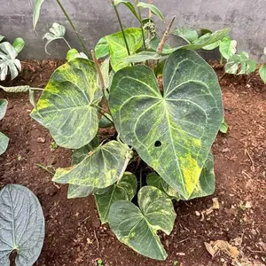 Anthurium Clarinervium Variegated TC Live Houseplants