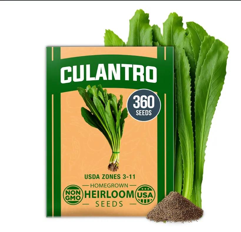 HOME GROWN Non GMO Culantro Seeds 360 Herb Seeds for Planting Non-GMO Heirloom Variety, Robust Flavor, Thrives in Heat, Grows Indoors or Outdoors, Cilantro Substitute (Eryngium Foetidum)