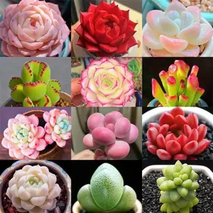 A comprehensive collection of 2000 mixed seed luxury succulent plant varieties, easy-to-grow combinations for beginners, indoor and office flowers, green plants and small potted plants