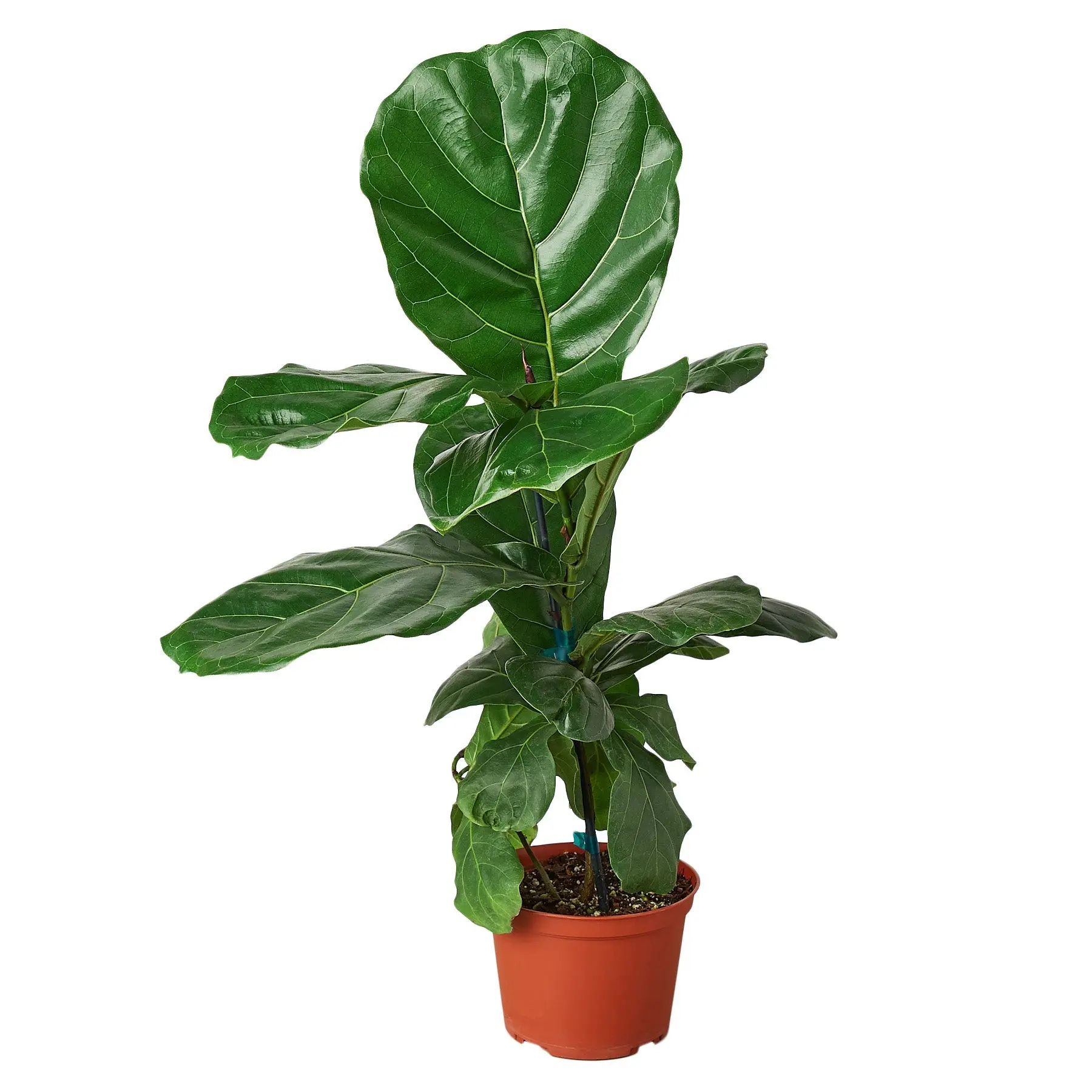 Ficus Lyrata 'Fiddle Leaf Fig Tree"