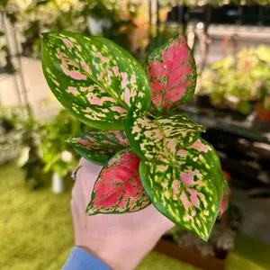 Aglaonema red valentine - 4" pot
