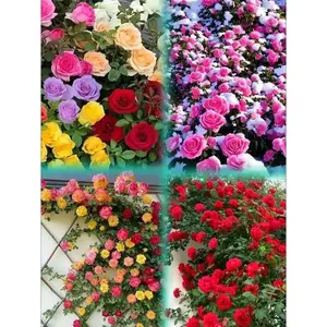 200pcs Ornamental Climbing Rose Seeds | High-Germination Vine Flowers for Stunning Outdoor Displays