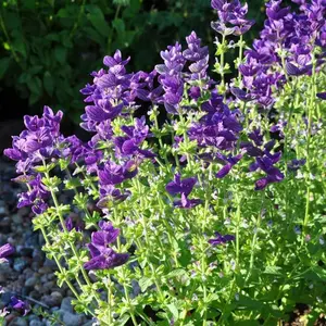 Clary Sage Blue Monday Seeds Salvia Horminum Heirloom Open Pollinated Easy Grow Medicinal Herb Vibrant Bluish White Blooms Sun or Shade Pollinator Garden Ready