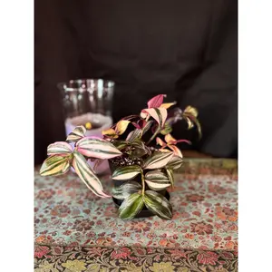 Tradescantia mundula ‘Tricolor Discolor’ – A Cascading Symphony of Blush, Ivory & Emerald | Curio Plants