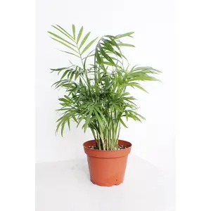 Parlor Palm 🌿 Easy Indoor Tropical Vibes | Chamaedorea Neanthe Bella
