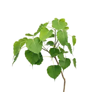 Ficus religiosa 'Bodhi Tree'