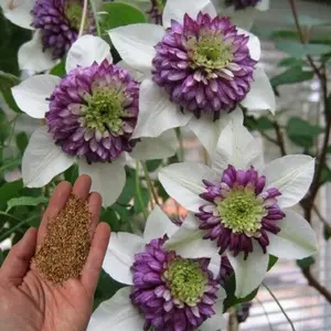 Green River 25 White Purple Clematis Seeds - Premium Perennial Vines for Garden Trellises & Vertical Landscaping - All Seasons, Full Sun, Decorative Blooms