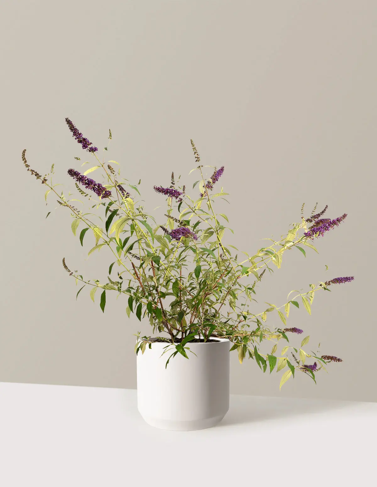 Black Knight Butterfly Bush, Butterfly Magnet, Deep Purple Blooms